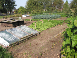 Vegetable Garden